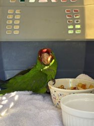 Conures of Telegraph Hill