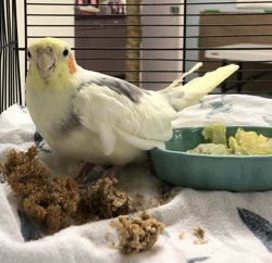 Cockatiel
