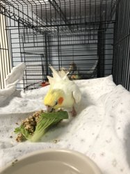 Cockatiel