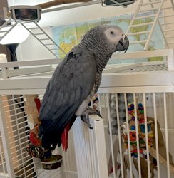 African Grey