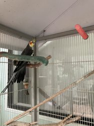Cockatiel