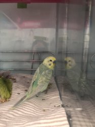 Parakeet