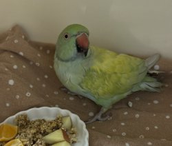 Ringneck