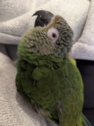 Conure