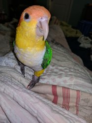 Caique