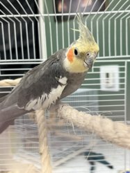 Cockatiel