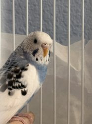 Parakeet
