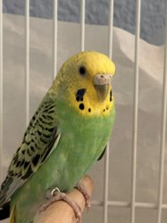 Parakeet