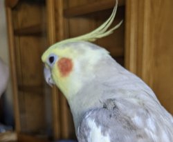 Cockatiel