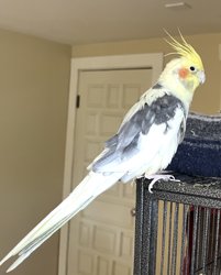 Cockatiel