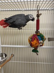African Grey