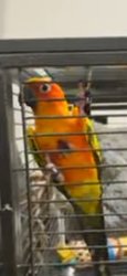 Conure