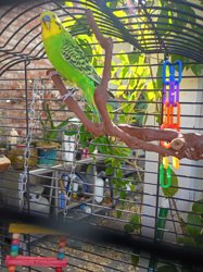 Parakeet