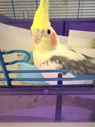 Cockatiel