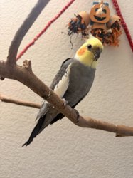 Cockatiel