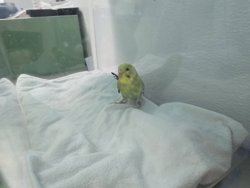 Parakeet