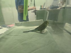 Parakeet