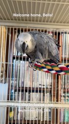 African Grey