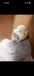 Parakeet