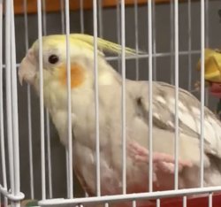 Cockatiel