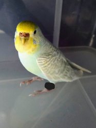 Parakeet