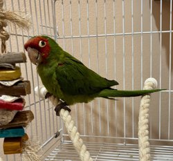 Conures of Telegraph Hill