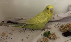 Parakeet