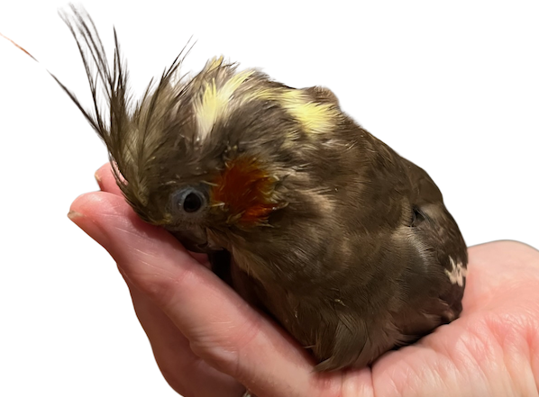 Cockatiel in a hand