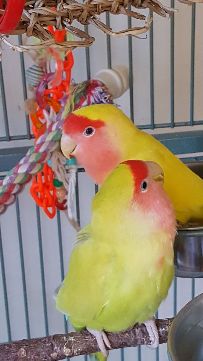 Image of Lovebirds