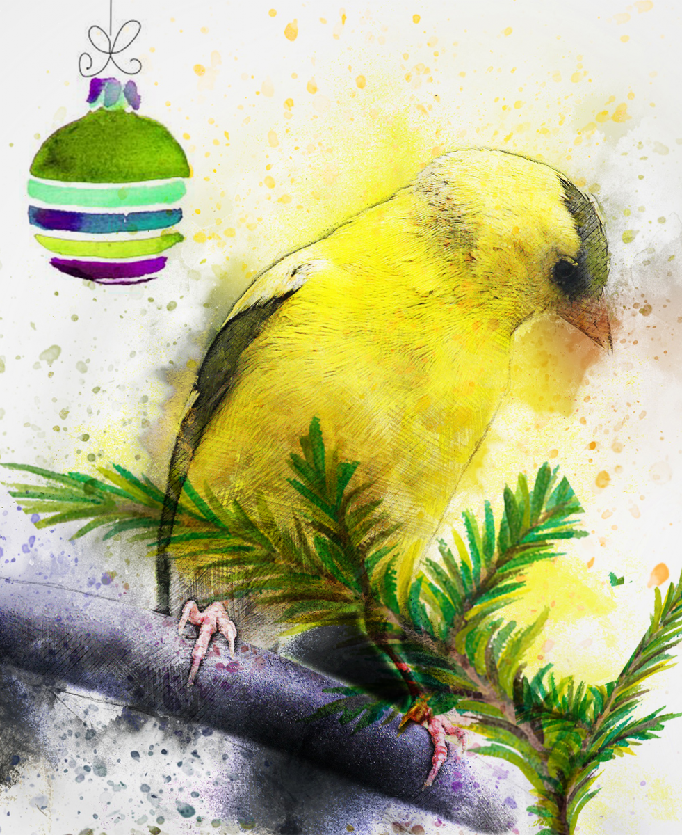 yellow finch perching on a branch with a holiday ornament in the background 