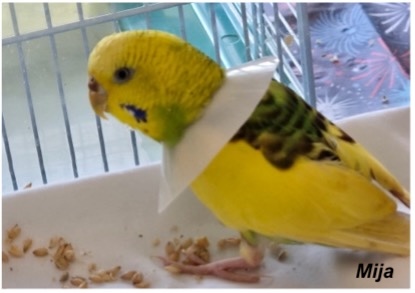 A yellow and green budgie with a collar