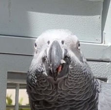 Amadeus, an African Grey