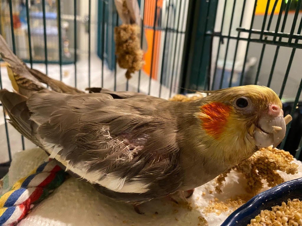 Lucia, a disabled cockatiel