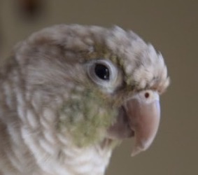 Archie - conure