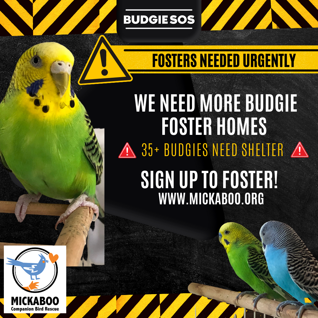 Mickaboo | Don't breed, don't buy ...adopt a rescued bird!