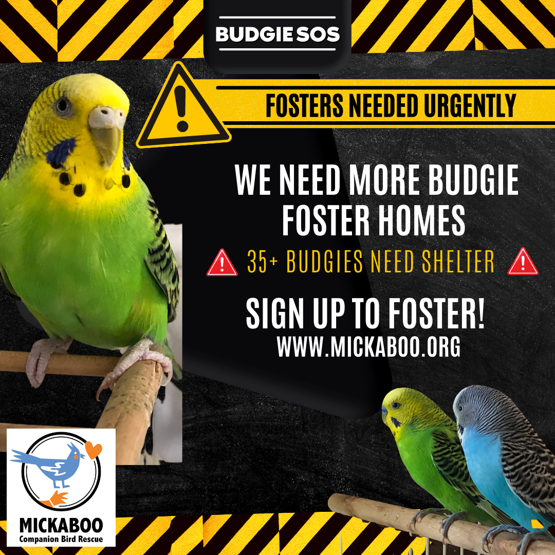 Mickaboo | Dont breed, dont buy ...adopt a rescued bird!