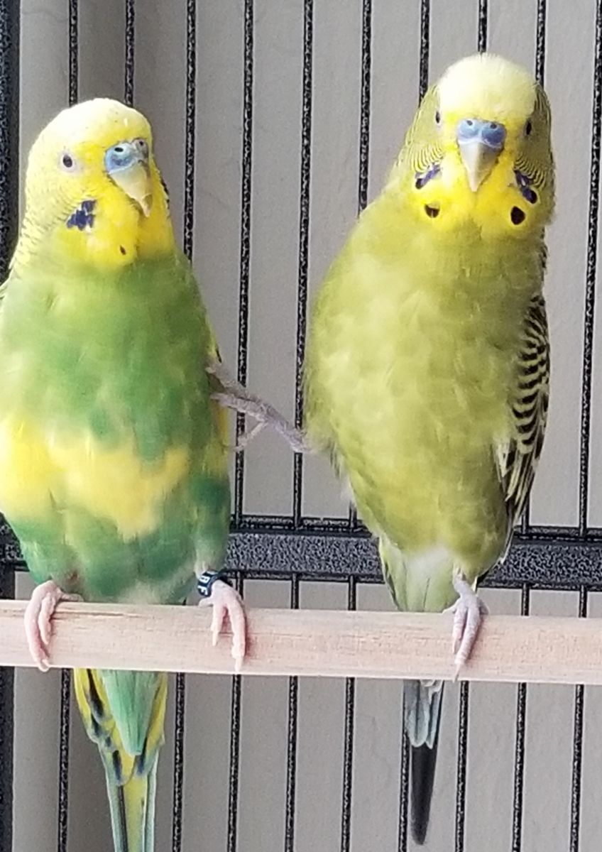 Budgies Quechee and Coco