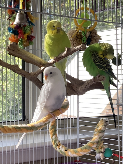 Foster budgies