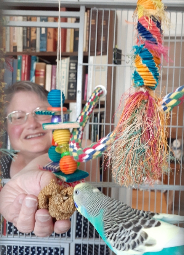 Peggy Hartlein feeding millet to budgie 