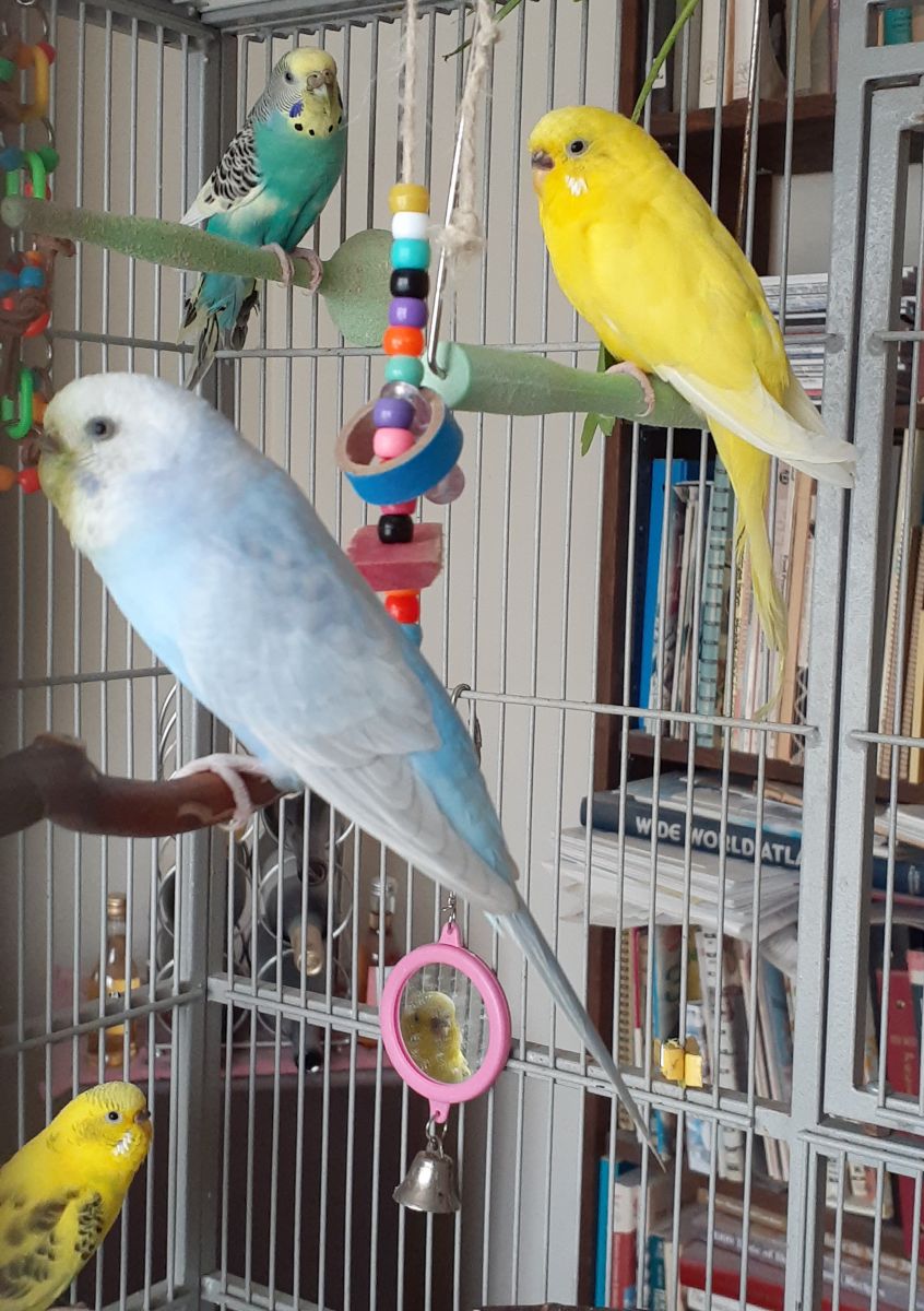 Flock of budgies