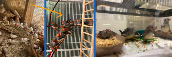 Finches in different living environments