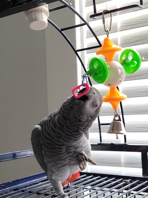 African Grey playing with toy