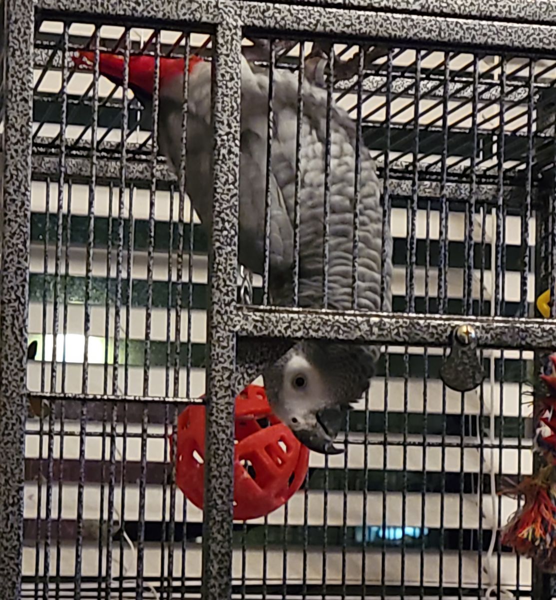 African Grey hanging upside down in cage