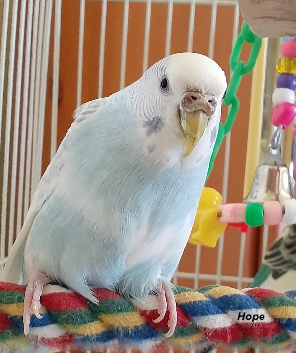 Light blue parakeet sitting on a cotton perch