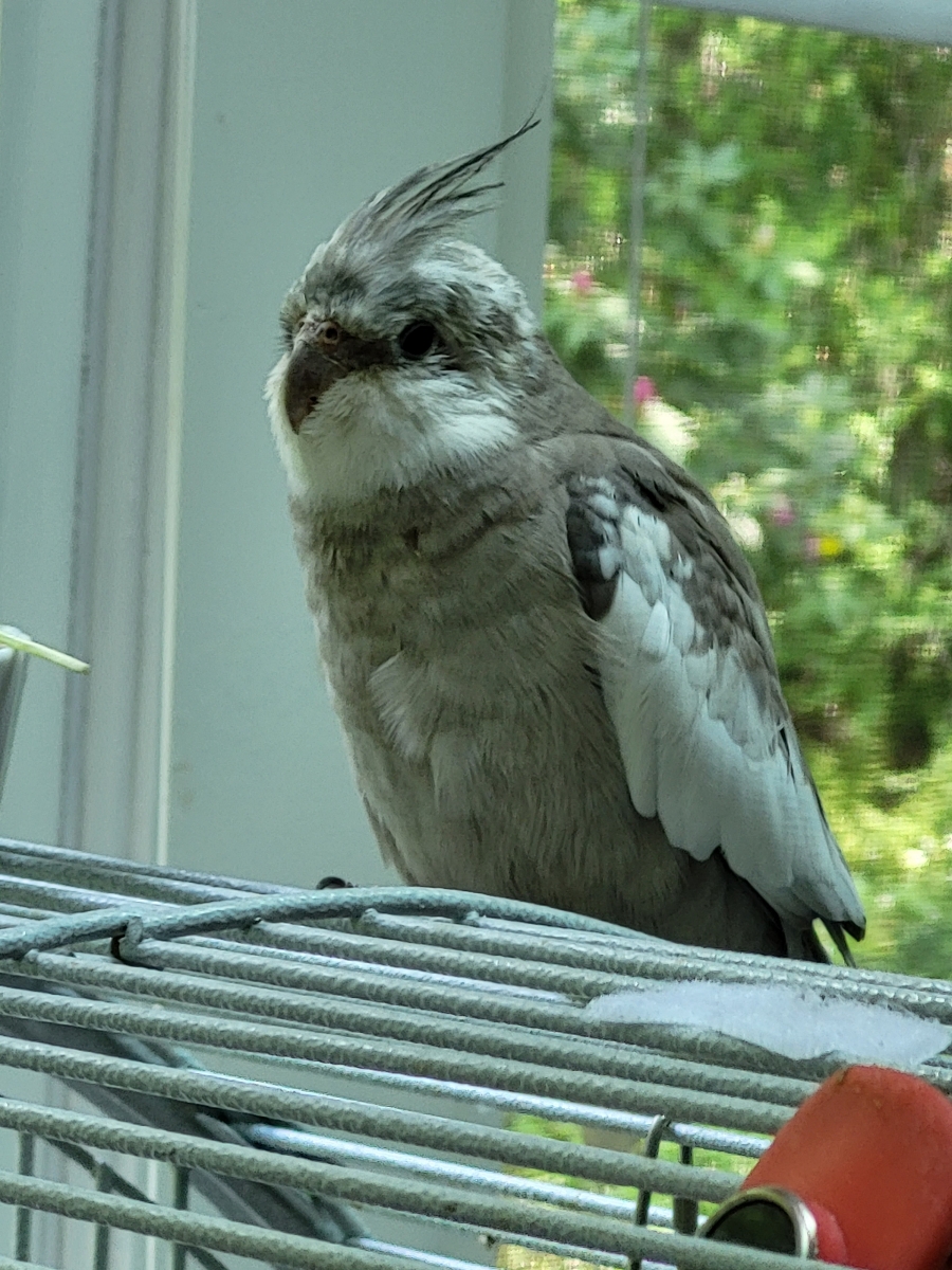 Jack the Cockatiel