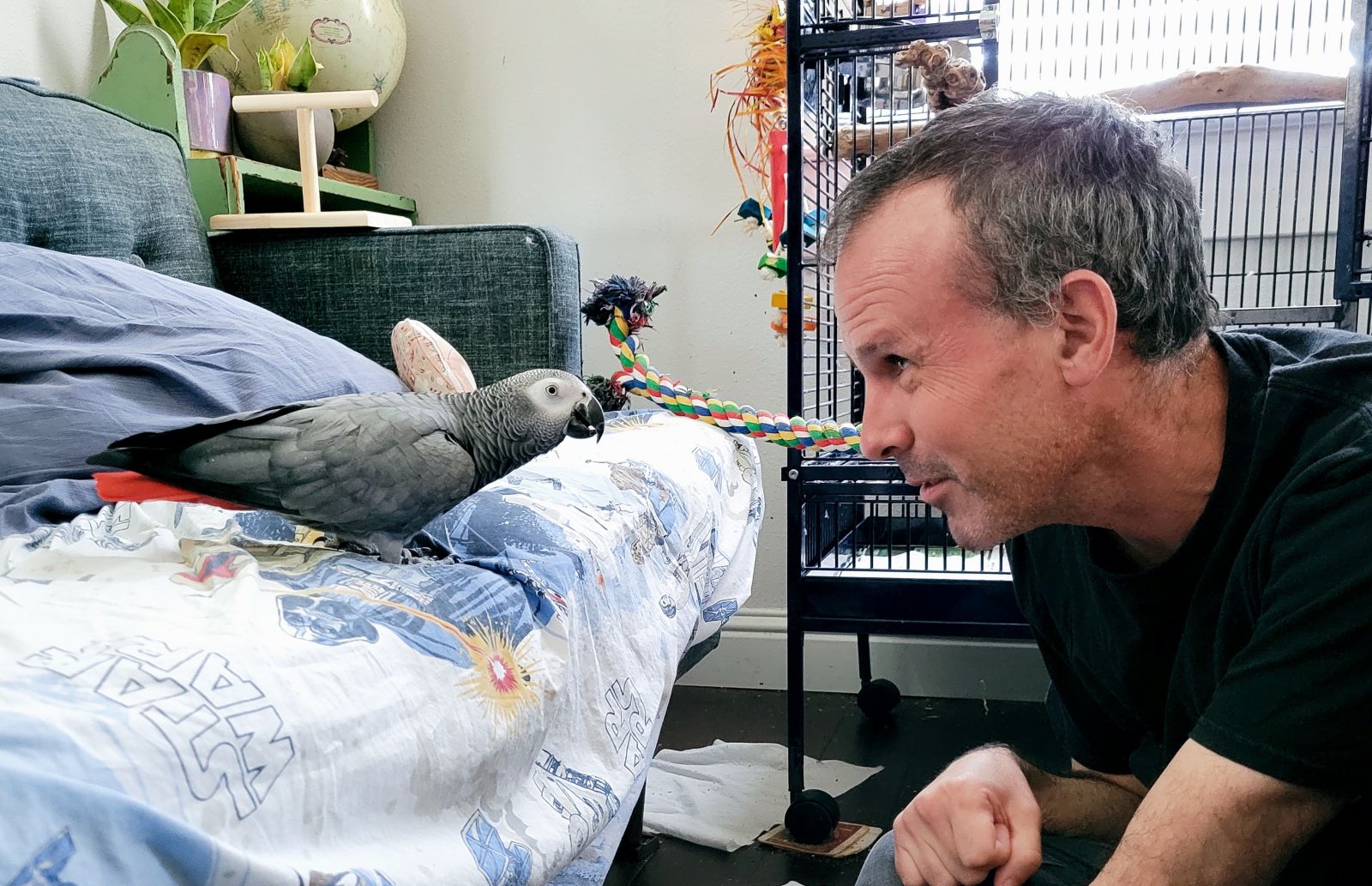 african grey with owner