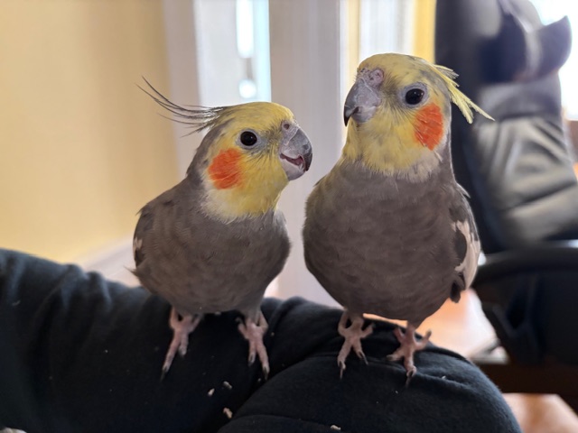 Two cockatiels
