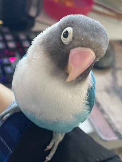 Lovebird sitting on a person