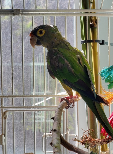 Luca, a half moon conure, before recovery