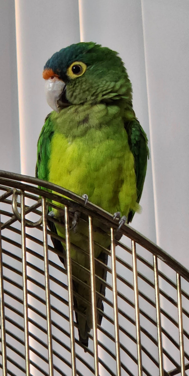 Luca, a half-moon conure, after care